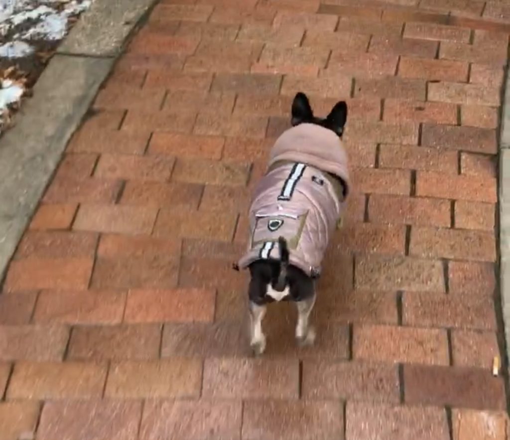 Small dog in winter jacket. Weather is cold and snowing.