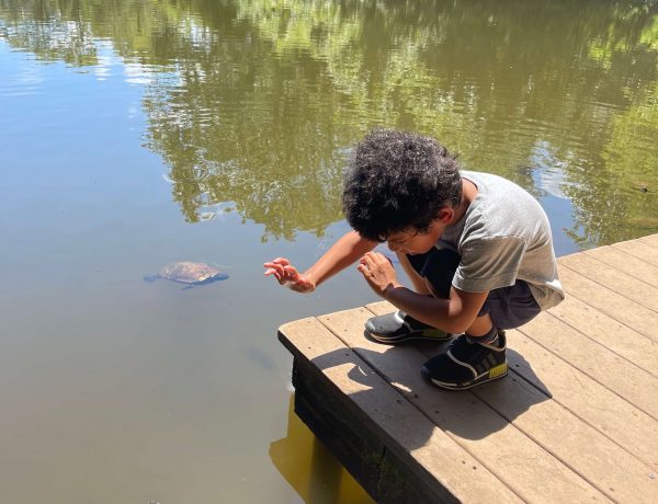 5 Things to Do at the Chattahoochee Nature Center, Eastern Box turtles