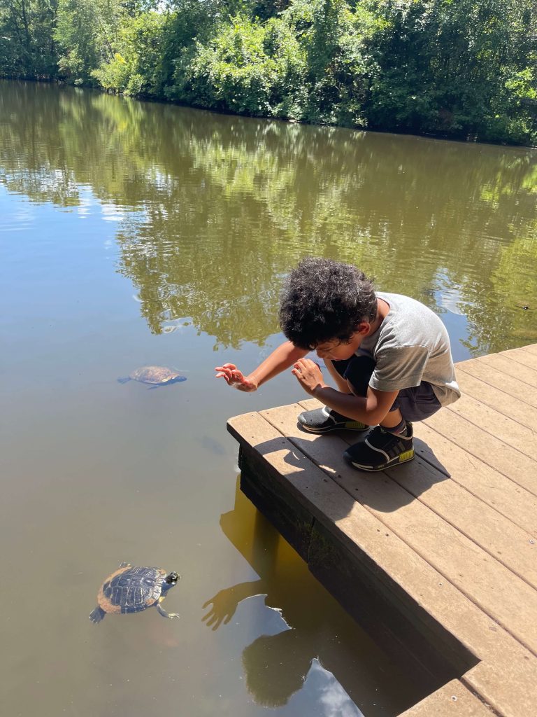 5 Things to Do at the Chattahoochee Nature Center, Eastern Box turtles