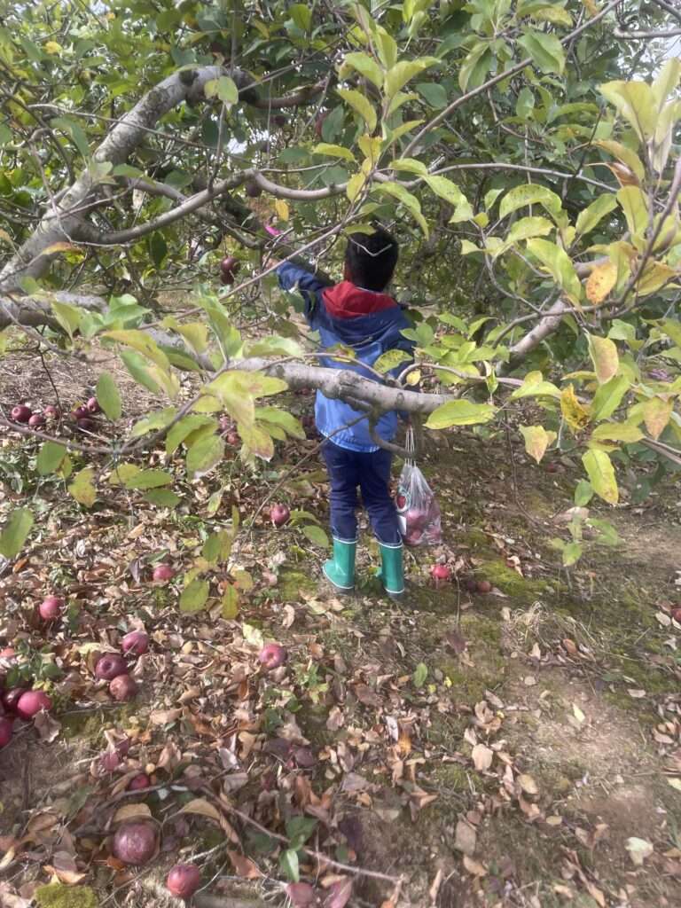 small child picking apples